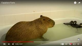 capybara farts [upl. by Anilem]