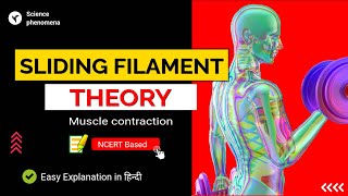 Sliding filament theory of muscle contraction [upl. by Savinirs]