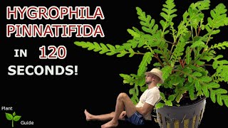 Hygrophila Pinnatifida explained in 120 seconds Aquarium Plant Guide [upl. by Ellenehc]