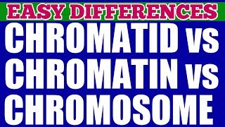 CHROMATIN vs CHROMATID vs CHROMOSOME  Easy Differences  The packaging Of Chromosomes [upl. by Rena]