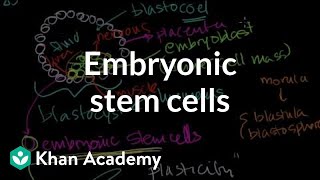 Embryonic stem cells  Cells  MCAT  Khan Academy [upl. by Heyman]