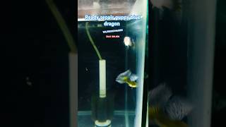 sepair guppy blue dragon ikan fishcupang ikanhias guppy [upl. by Remoh]