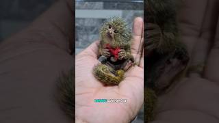 Pygmy marmoset monkey [upl. by Ander]