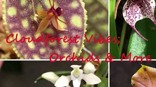 How to remount Lepanthes orchids [upl. by Gillian283]