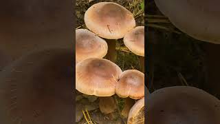 Рядовка чешуйчатая Tricholoma imbricatum short shorts [upl. by Lleirbag]