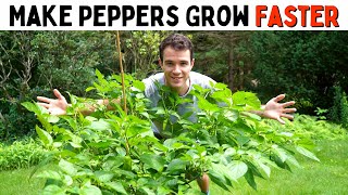 Make Peppers Grow Faster Improve Growth amp Ripening Rates  Pepper Geek [upl. by Asirak]