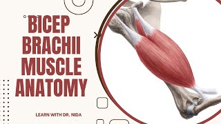 Bicep Brachii Muscle Anatomy Origin Insertion Nerve Supply amp Action [upl. by Kath171]