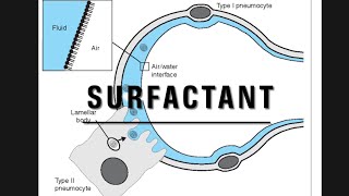 Lung surfactant notes [upl. by Atiekahs622]