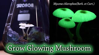 Grow glowing mushroom✨ Mycena chlorophosBerk et Curt [upl. by Nnire]