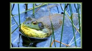 Bull Frog Mating Callavi [upl. by Fremont]