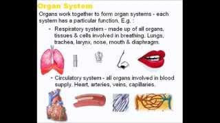 Tissues Organs and Systems  A Level AS Biology Revision [upl. by Airreis956]