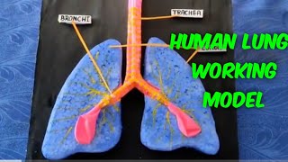 Working model of Lungs [upl. by Manchester689]