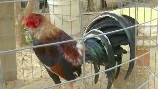 Largest cockfighting ranch in US history seized in California  USA [upl. by Daniyal]