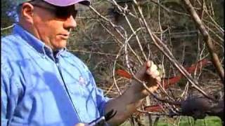 Grape Vine Cane Pruning Demo [upl. by Airda]