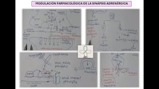 Modulación Farmacológica Adrenérgica [upl. by Lonergan834]