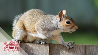 Why Nothing Matters in Squirrel Management  Dr Craig Shuttleworth [upl. by Otsuaf941]