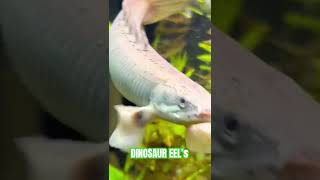 Bichir planted aquarium fishtank bichirfishplantedtanksfypfy aquariumfishaquariumhobbyist [upl. by Asira]