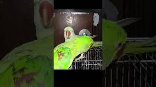 Parrots Super Fight Parrot Bird TalkingParrot Parakeet Alexandrine [upl. by Nwahsek]