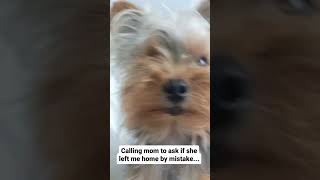 Cute Yorkie on phone call A funny dog video you have to see [upl. by Maighdlin]