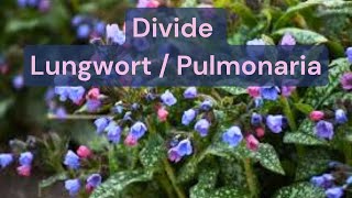 How To Divide A Lungwort Pulmonaria Plant [upl. by Zia483]