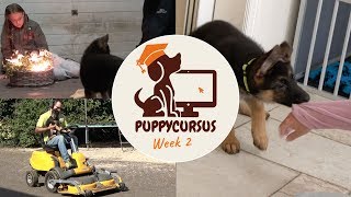 Online puppycursus week 2  Vuurwerktraining  puppy bijten [upl. by Aronle944]