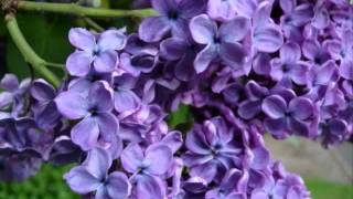 LILACS BY RACHMANINOFF  FRANCESCA HOWE SOPRANO  JAMES GARDNER PIANO LIVE PERFORMANCE [upl. by Imelida]