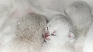 Mum I want to eat The Kittens fight for the food  Scottish fold cat Bonbon feeds her tiny kittens [upl. by Sabella]