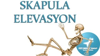 Skapular Elevasyon  Skapula Elevation [upl. by Cindee]