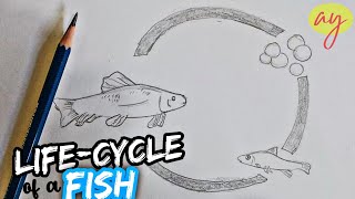 Life Cycle of A Fish Drawing  Timelapse [upl. by Prue]