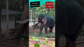 Peelandi പിന്നിലൂടെ നടന്നപ്പോൾ കലിപ്പ്VMPRADEEPwildlifeanimalsshortskeralaelephant [upl. by Burkitt]