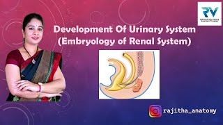 Development of Urinary System  Renal System Embryology by Dr Rajitha Vanga [upl. by Dedie]