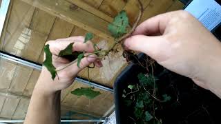 Ivy Hedera helix How To Propagate amp Make More Plants [upl. by Ahserkal]