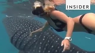 Ocean Ramsey Is Changing Peoples Perceptions On Sharks [upl. by Nedyaj]