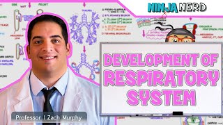 Embryology  Development of the Respiratory System [upl. by Salis108]