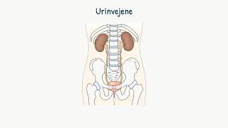 Nyrer og urinveje Urinvejene [upl. by Sommers640]