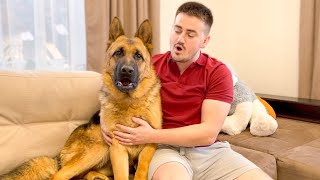 German Shepherd Talking with the Owner Howls for the First Time [upl. by Funch916]