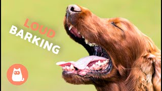 Dogs BARKING LOUD Compilation 🐶🔊 See How Your DOG REACTS [upl. by Dib823]