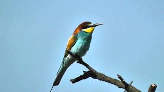 Vlha pestra Merops apiaster Bee eater Bienenfresser [upl. by Ellicec]