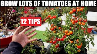 Grow Lots of Tomatoes  12 Tips  Complete Growing Guide [upl. by Asiela621]