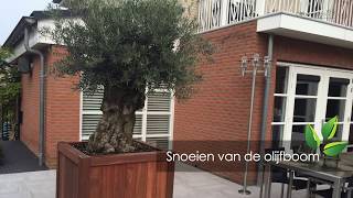 Het snoeien van de olijfboom  OlijfboomSpecialistnl  Mediterrane bomen vertrouwd dichtbij [upl. by Bernhard]