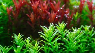 Rotala [upl. by Greenfield]