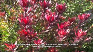 Leucadendron Jester Safari Sunshine  Sunshine Conebush [upl. by Sower]