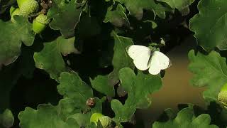 Butterfly Pieridae resting on an oak leaf [upl. by Niu]