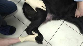 Разрыв ПКС у собаки Cranial cruciate ligament rupture шт the dog [upl. by Eissac]