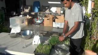 The COMPLETE Guide to growing Wheatgrass From Seed to Juice in 10 days [upl. by Evod]