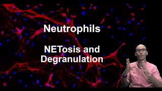 What are neutrophils and what do they do part 2 [upl. by Bilbe]