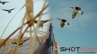 Goose Hunting Highlights  with a Shotkam [upl. by Codd]