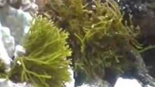 West Mariculture  Codium Macroalgae [upl. by Yorgos]