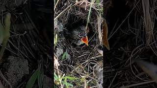 Grassland Adventures Pipit Babies Exploring the World trendingshorts viralshort [upl. by Selbbep963]