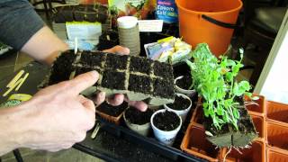 Seed Starting Peas in Peat Cells Peat Pots amp Cups Get a 23 Week Jump TRG 2015 [upl. by Notsahc]